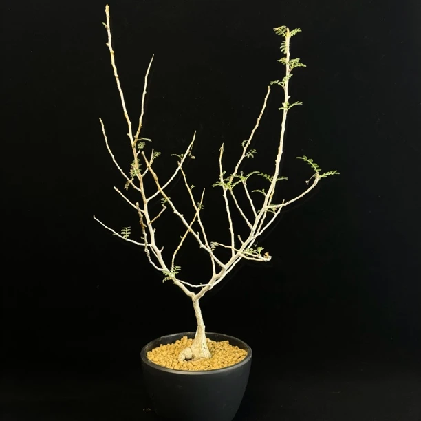 实生橡木漆树 MO-136 漆树科 潮流块根 多肉植物 一物一拍