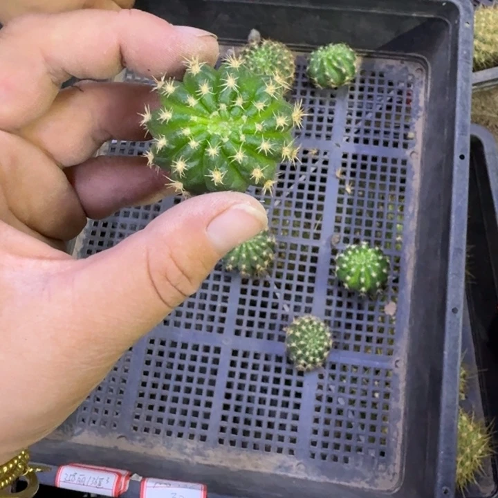 364丽花136歪无根侧牙3公分左右