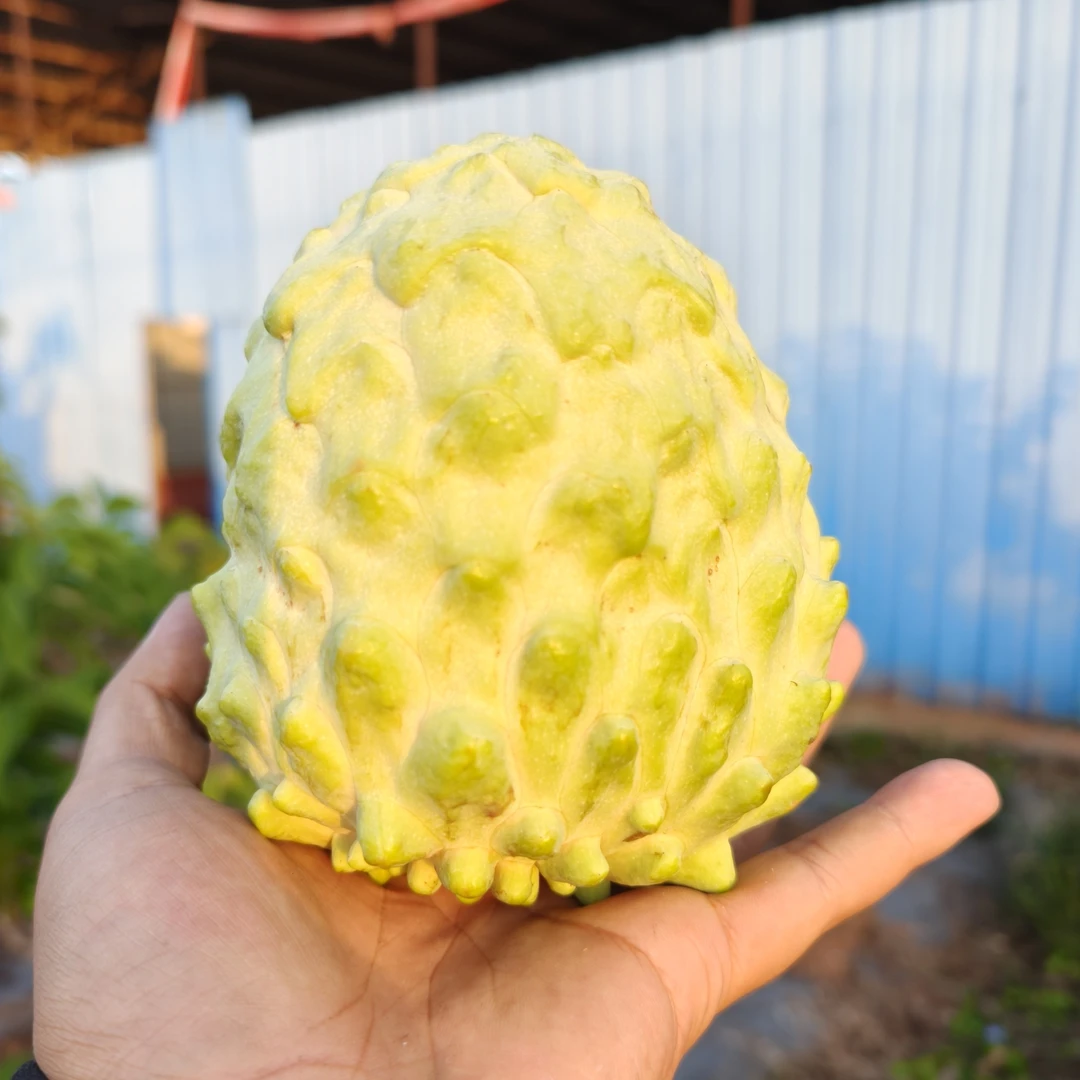 【顺丰包邮放软食用】G 云南凤梨释迦果凤梨释迦果时令鲜果