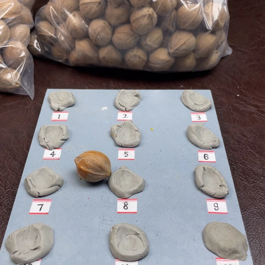 手串/手链橄榄核三*22.27梅林铁核