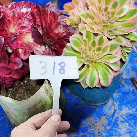 小****多肉植物3个组合