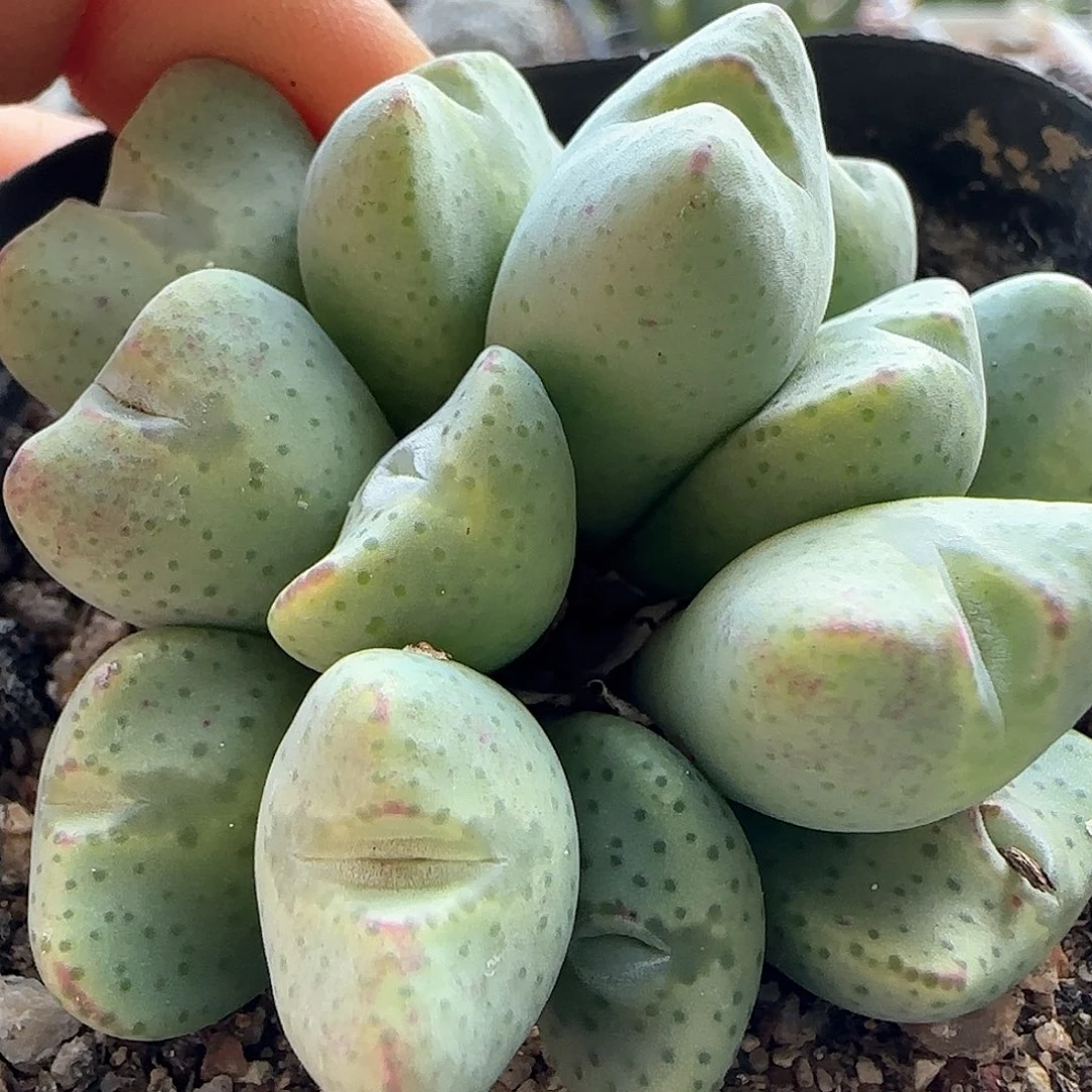 鼹****铲28包邮脱土发货25517