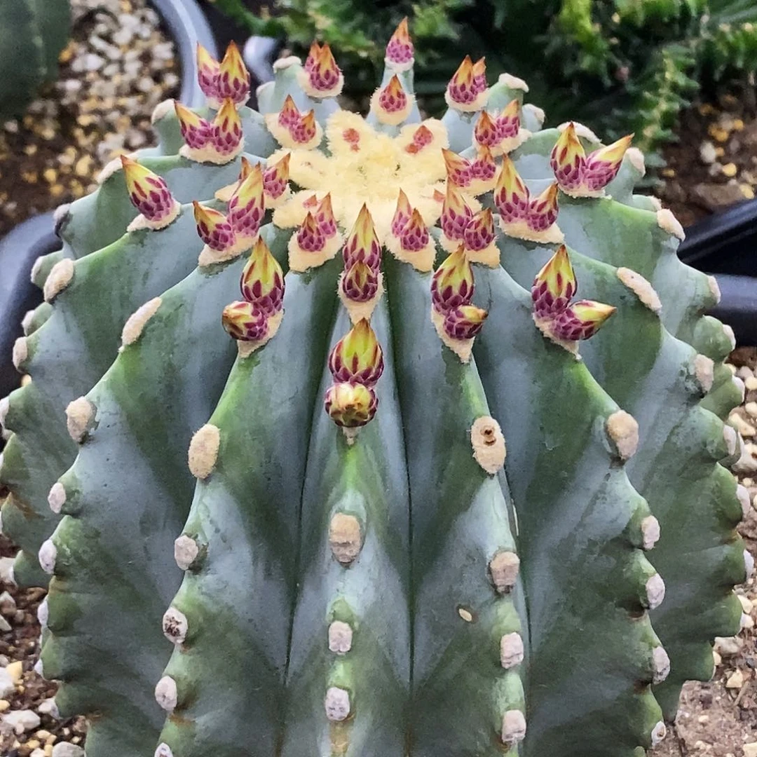 花花草草花花草草