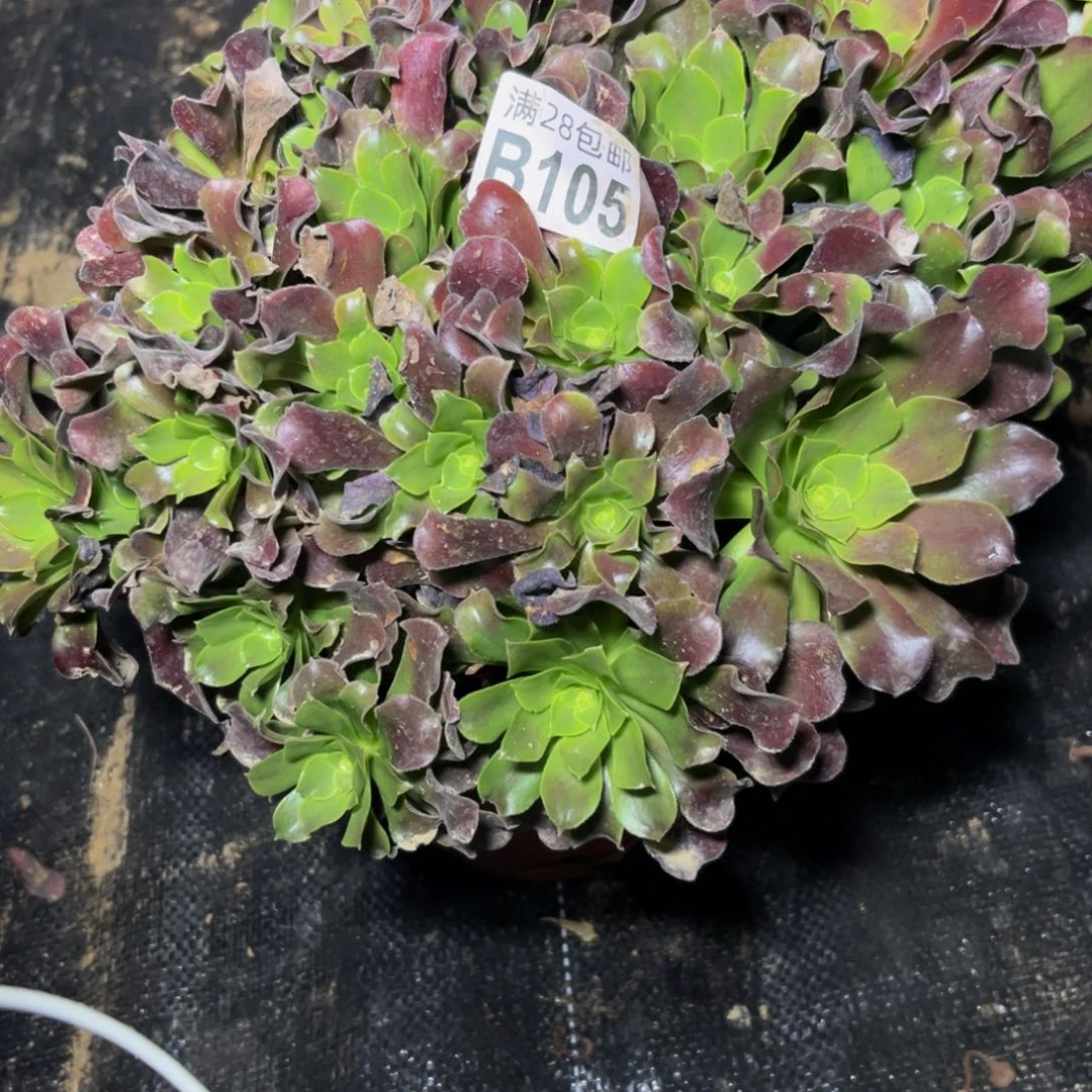 105多肉植物一物一拍