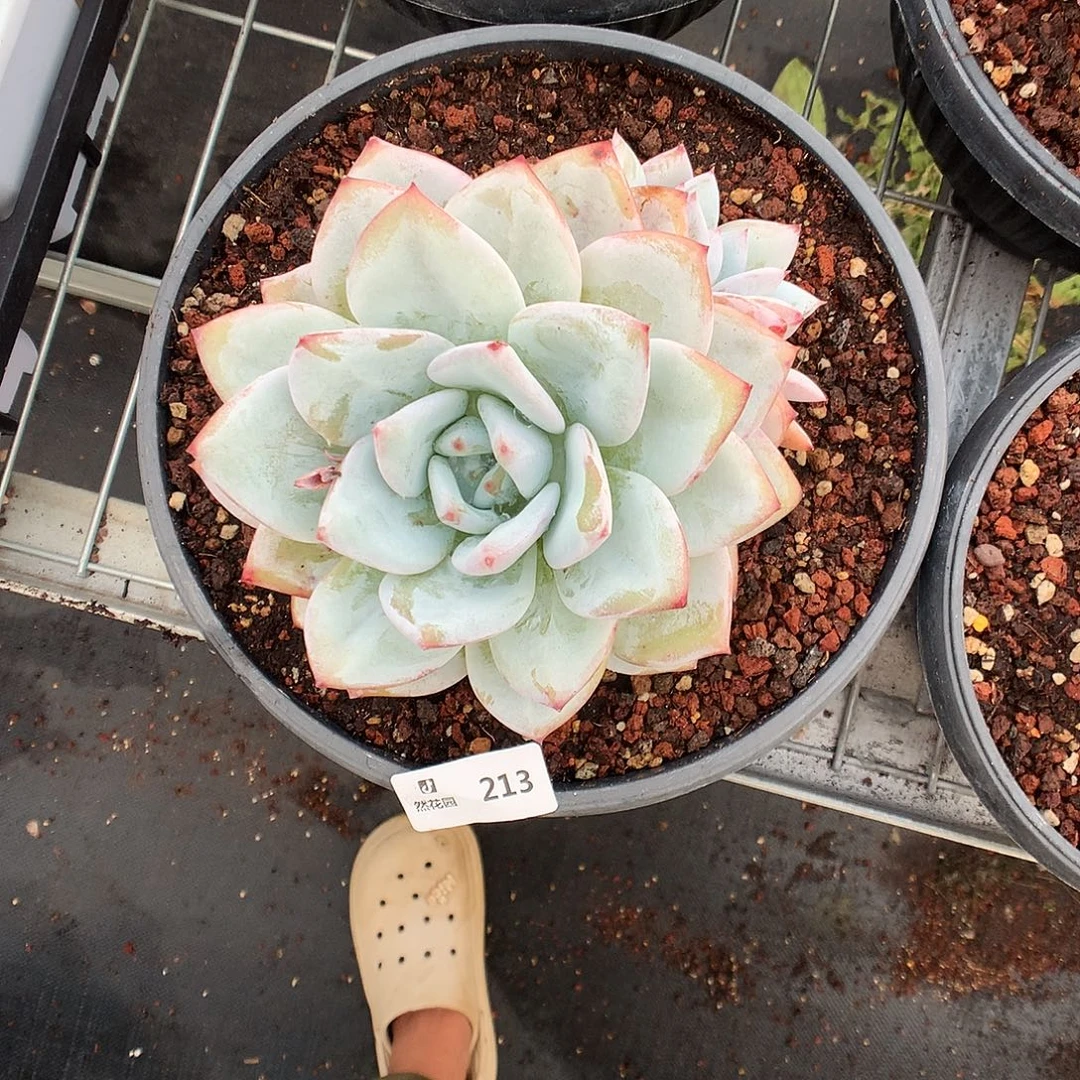 213常鹅多肉植物666