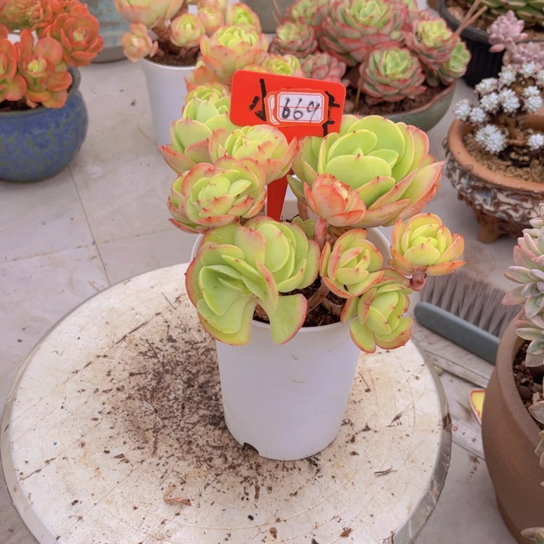 萌**兔鸡蛋碧桃669多肉植物