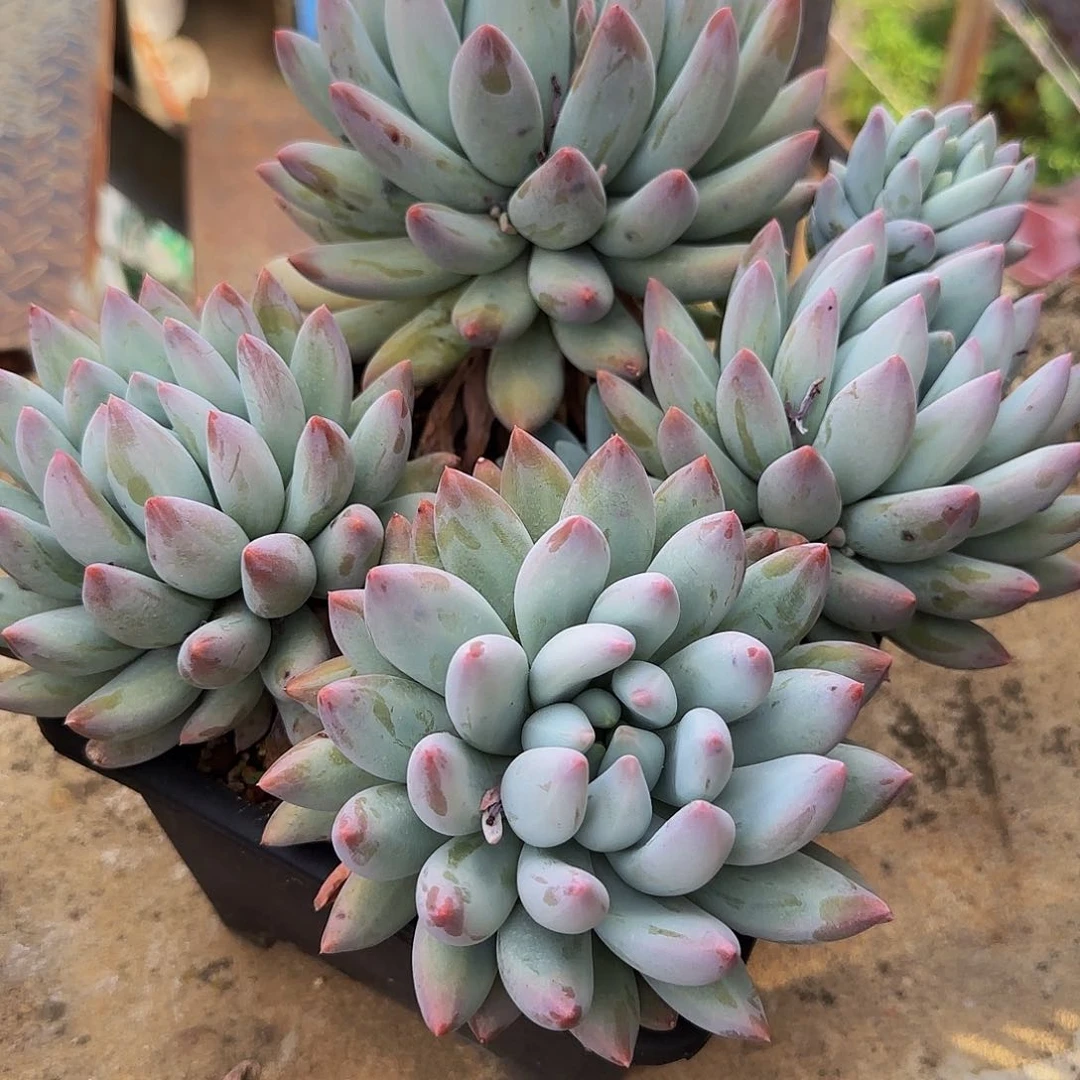豆***姐多肉植物所罗门系列
