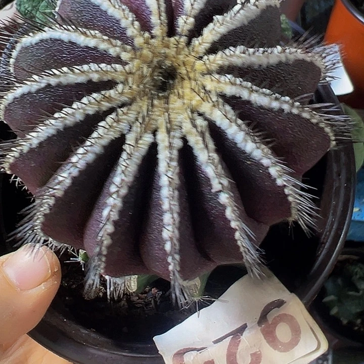 紫皮尤波球925仙人球开花