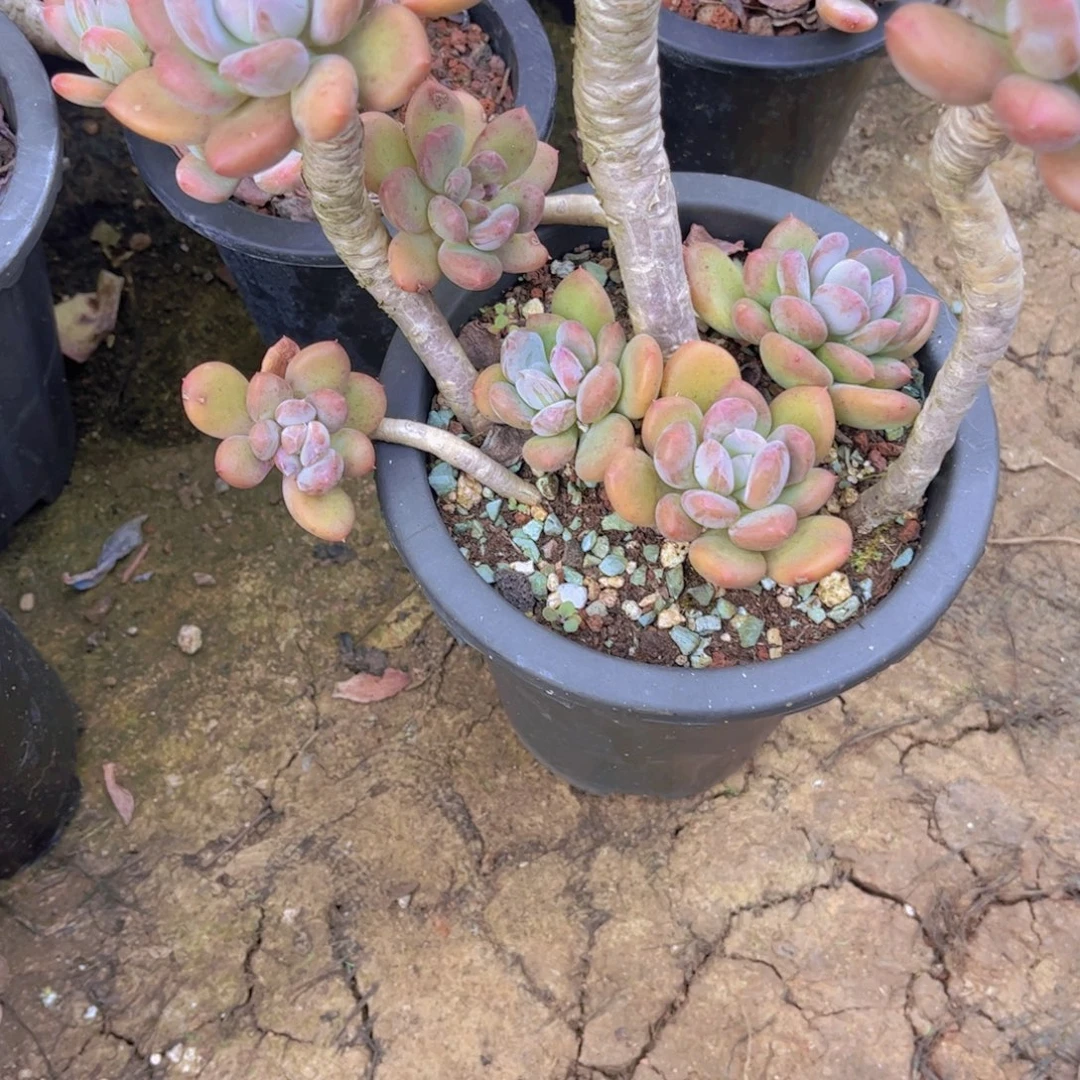 蝴***飞多肉植物保护研究所所长
