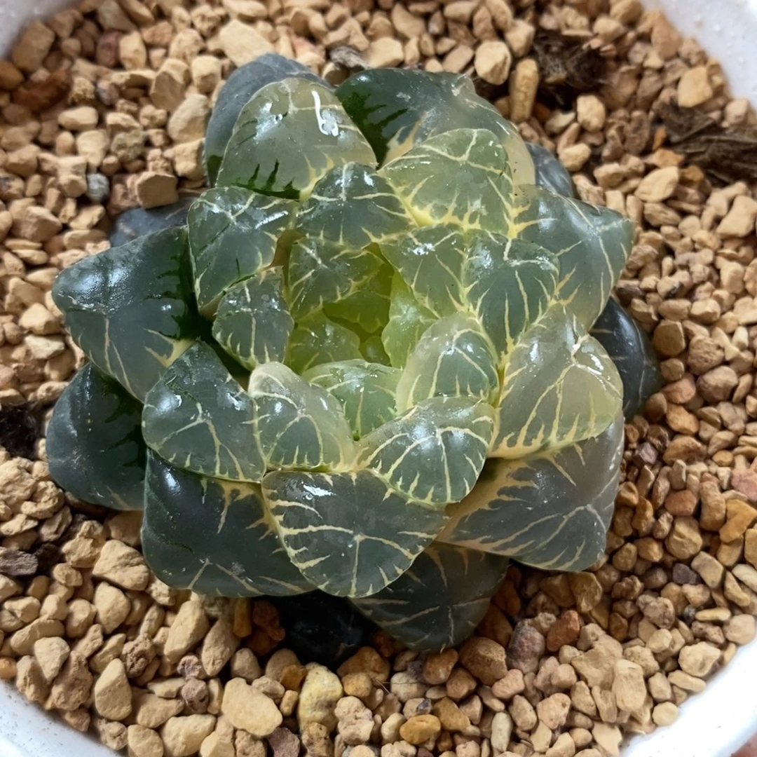 297实生湖斑湖水玉露锦
