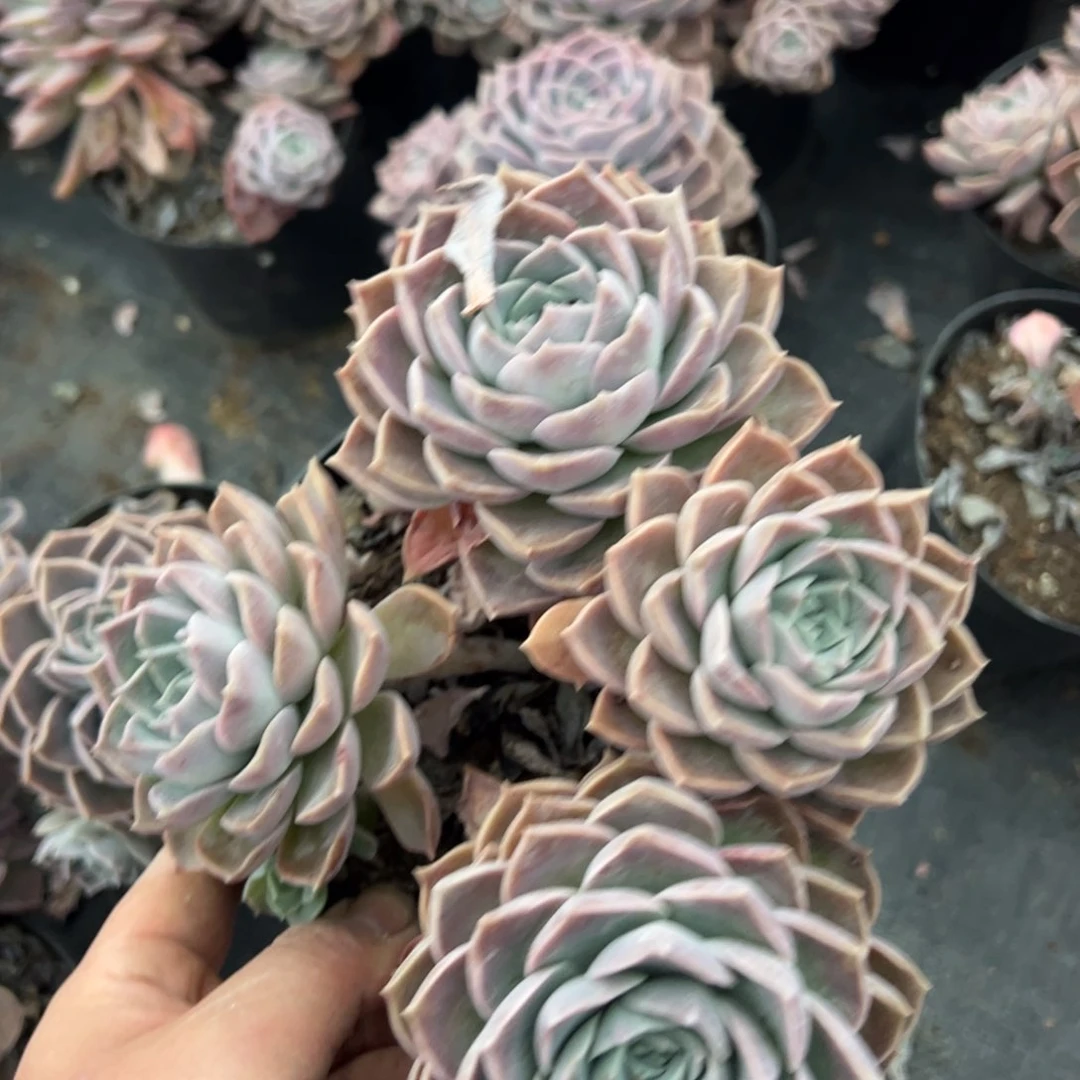 原始哈利沃森四头老桩