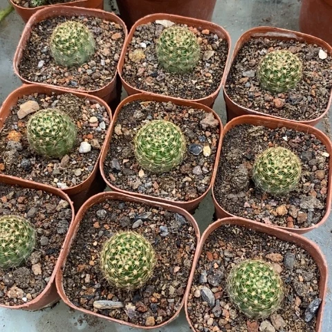 开花是什么生肖意思
