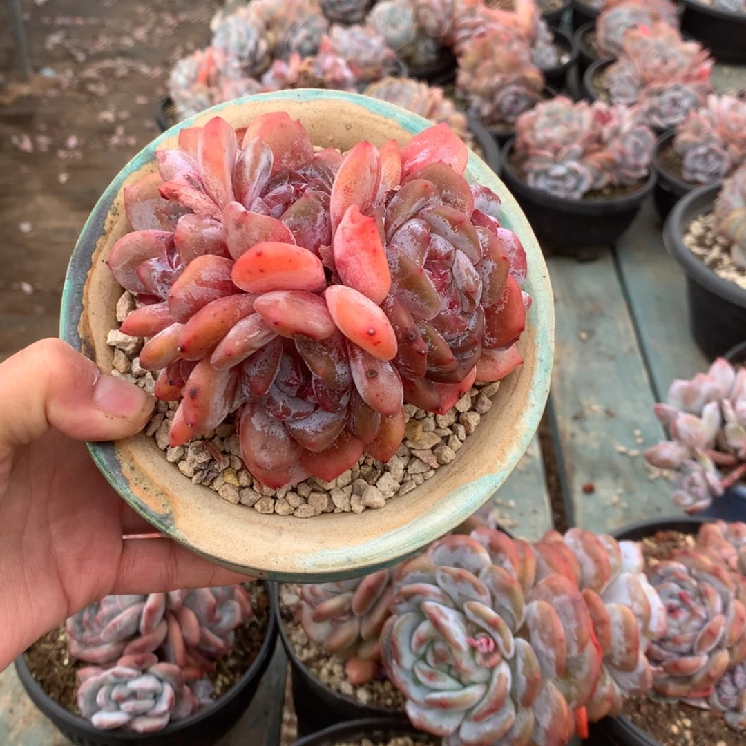 无花朵无砍花花花花花花花4