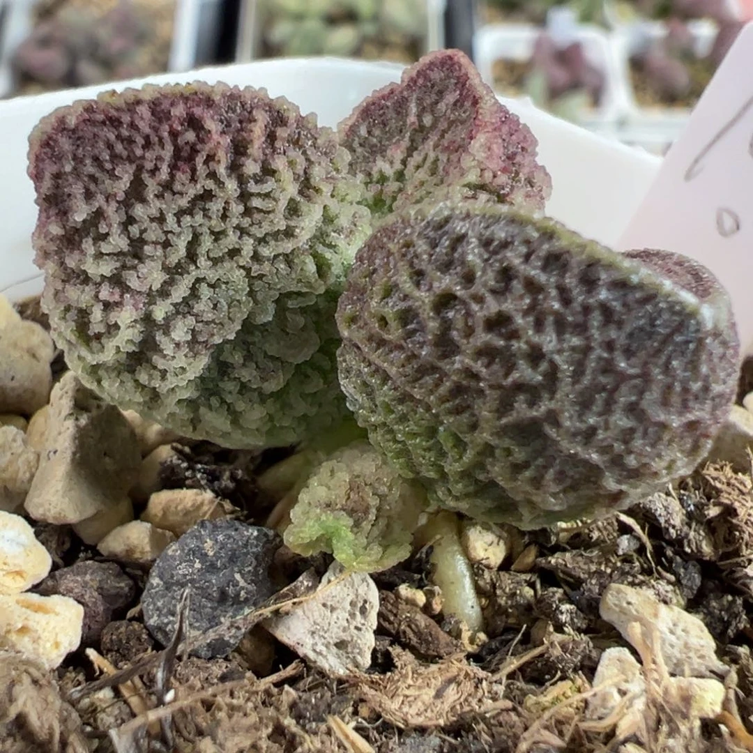 实生新品多肉植物水泡多肉植物