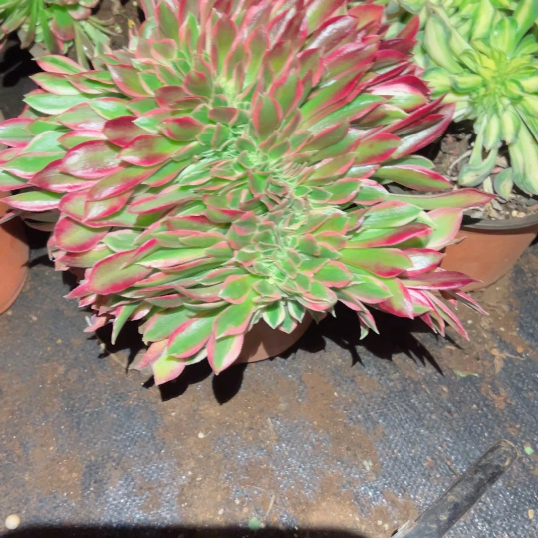 634 号法师多肉植物新年快乐