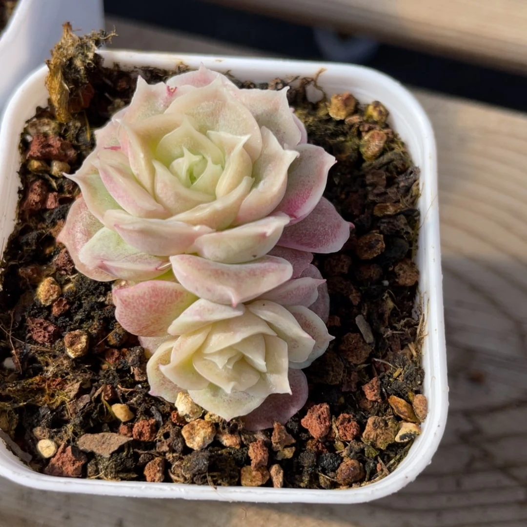 优选水晶虾饺福利1489