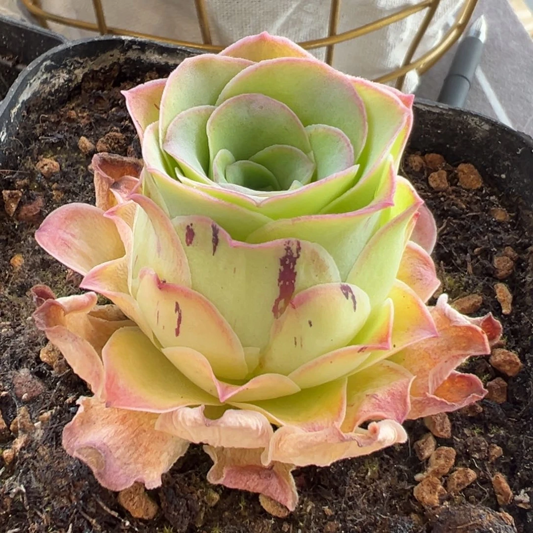 大**姐153号黄帕优选—山地玫瑰