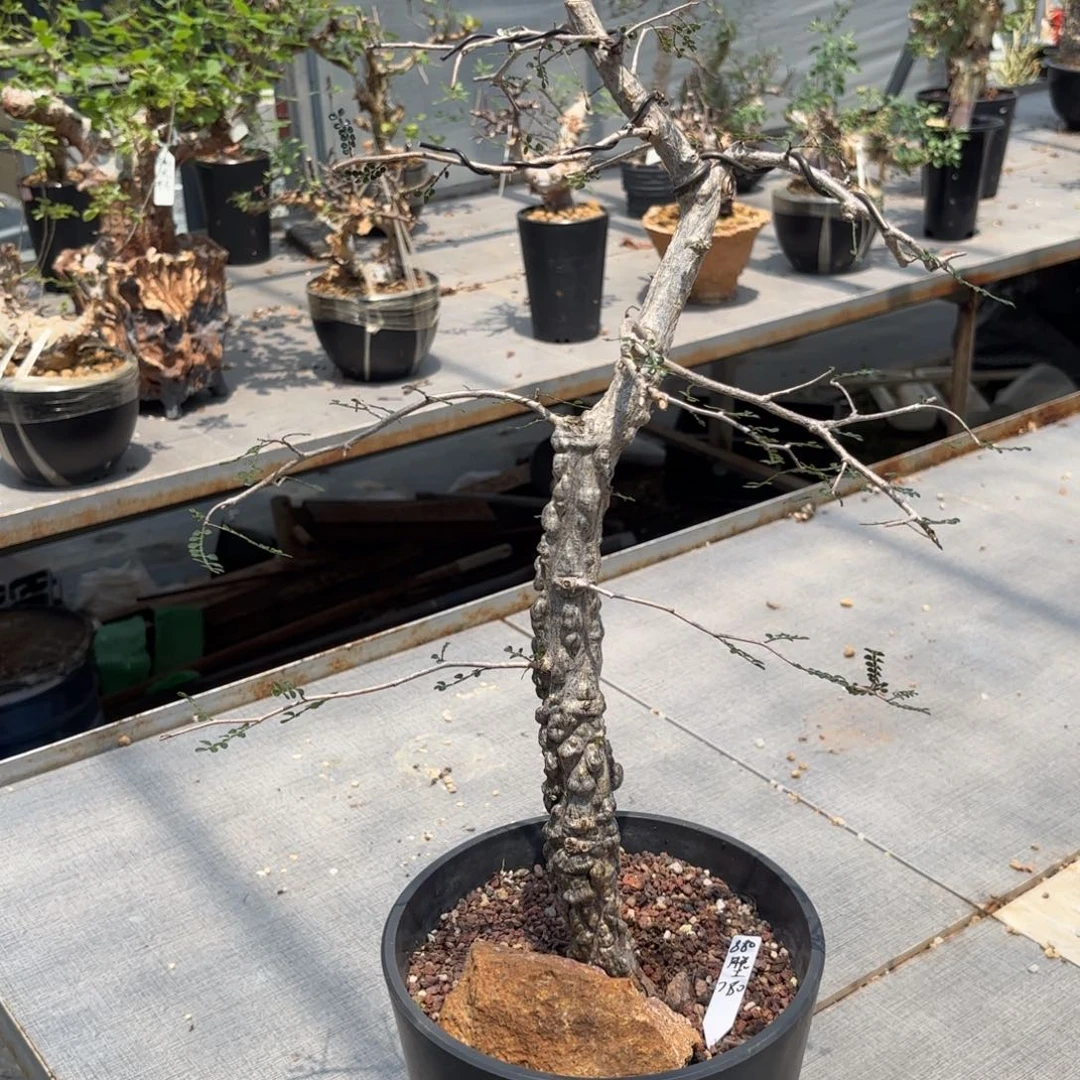 列加漆树脱土发。