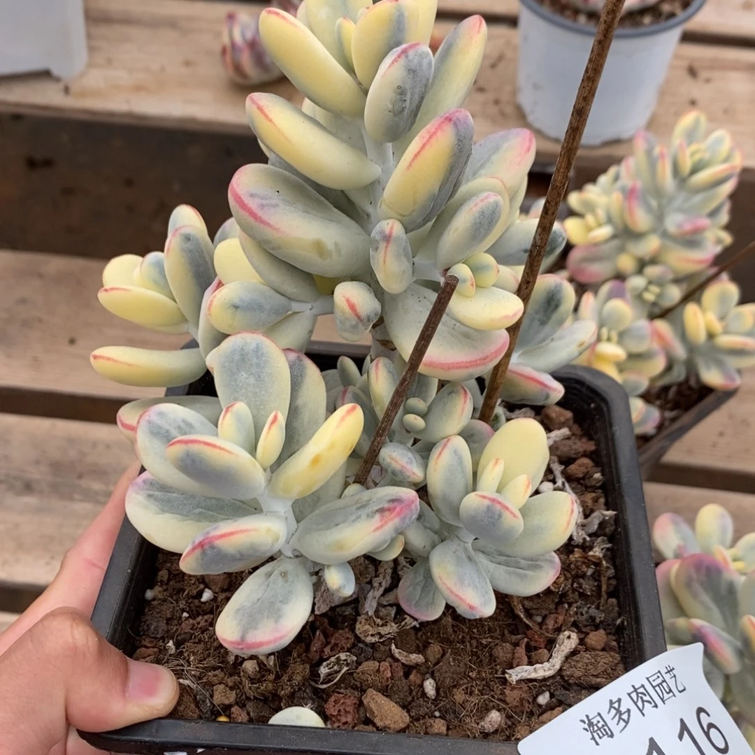 福娘锦多肉植物9116