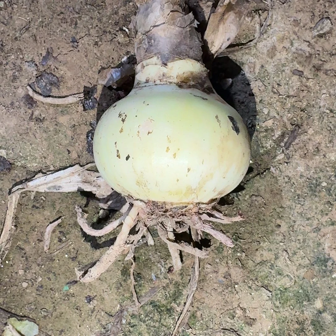 星系6厘米裸根一棵，送淬炼4厘米一棵