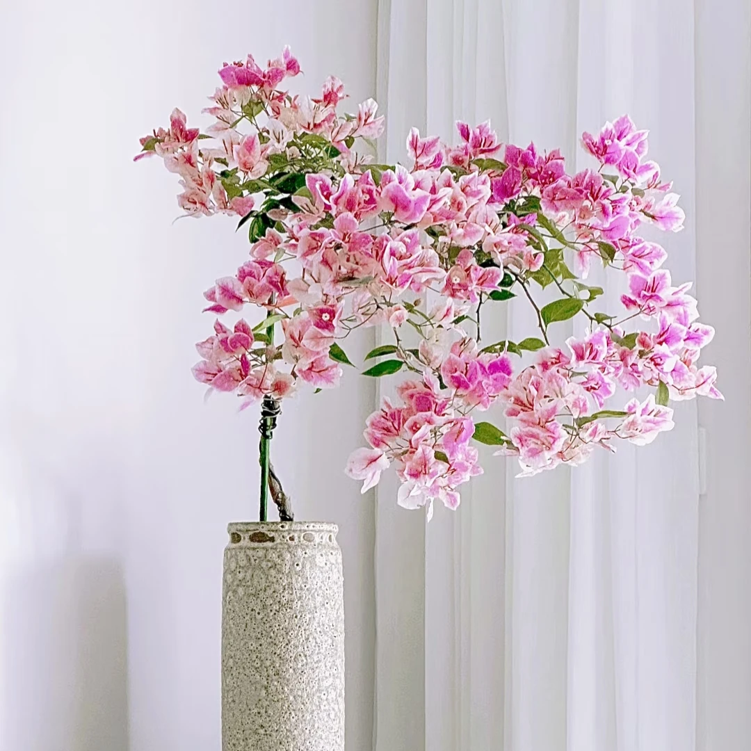 【漳红樱】三角梅一码一拍云南昆明基地直发落花落叶正常现象不售后