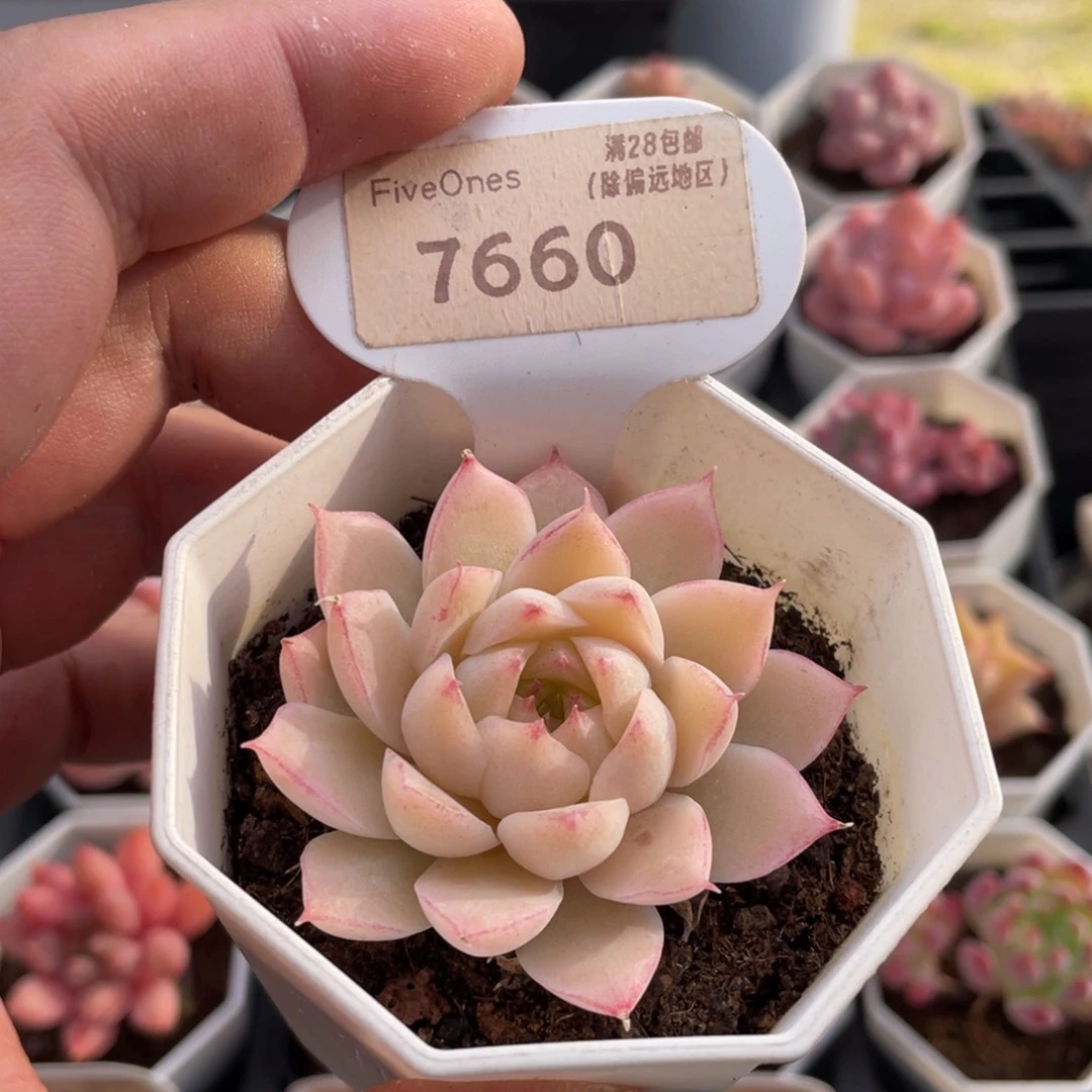 女王7660-5.5厘米