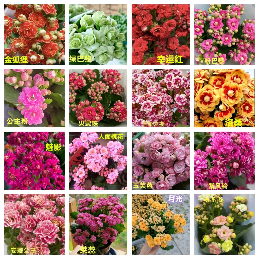 长寿花金狐狸室内绿植四季开花花卉植物容易爆盆