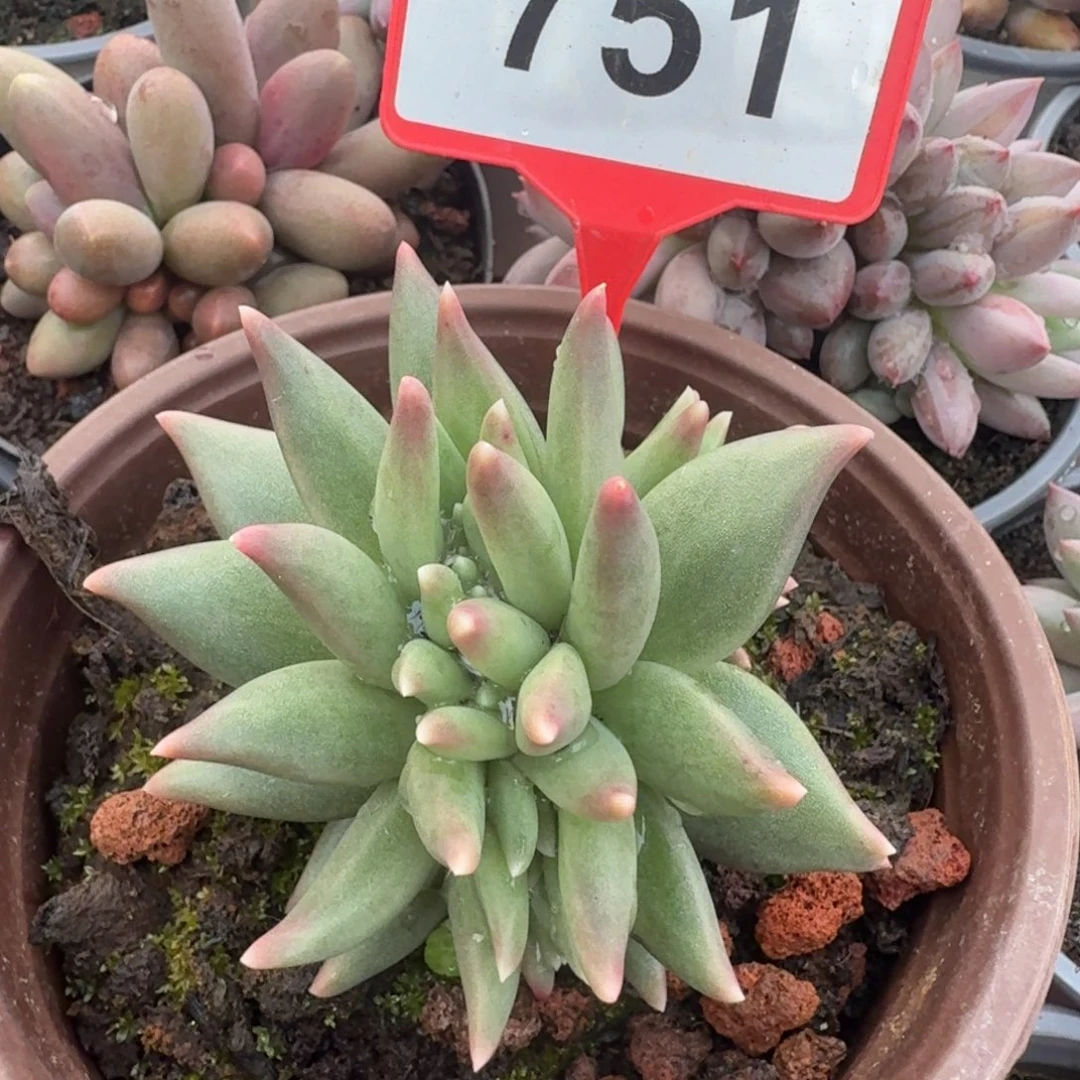 多肉植物布丁缀751