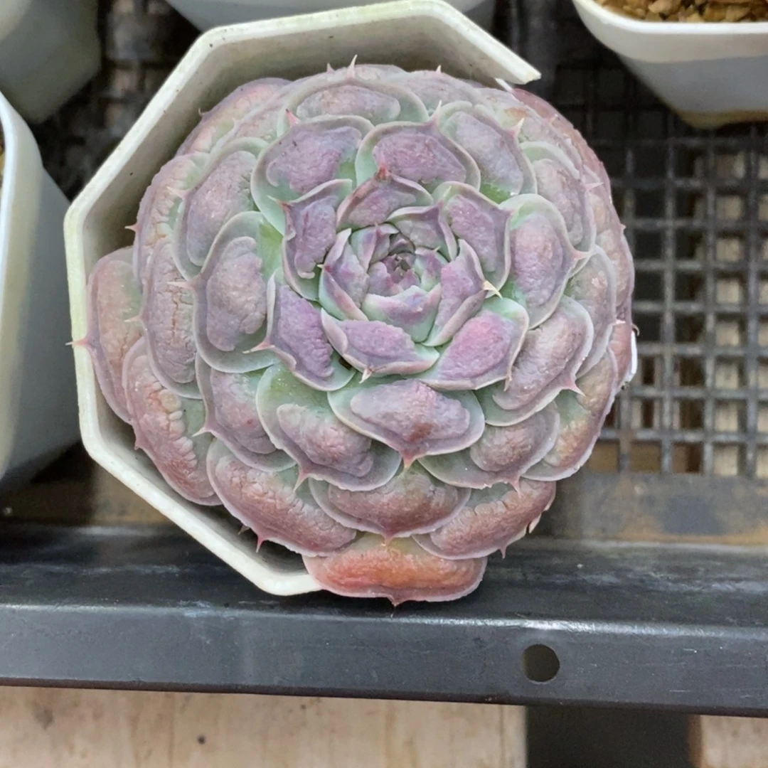 精品多肉一物一拍不包整398