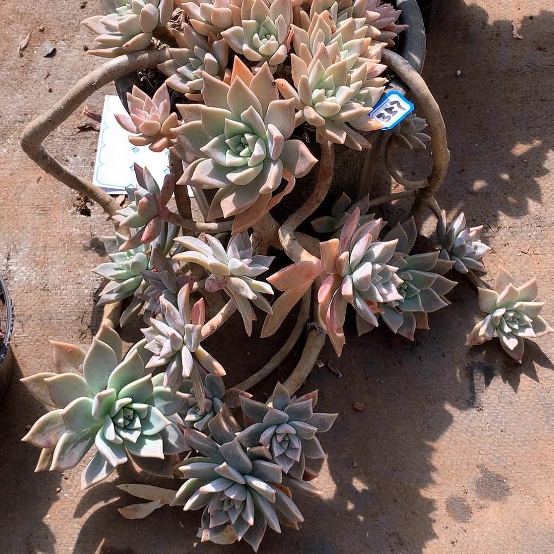 357血色黄昏 一物一拍多肉