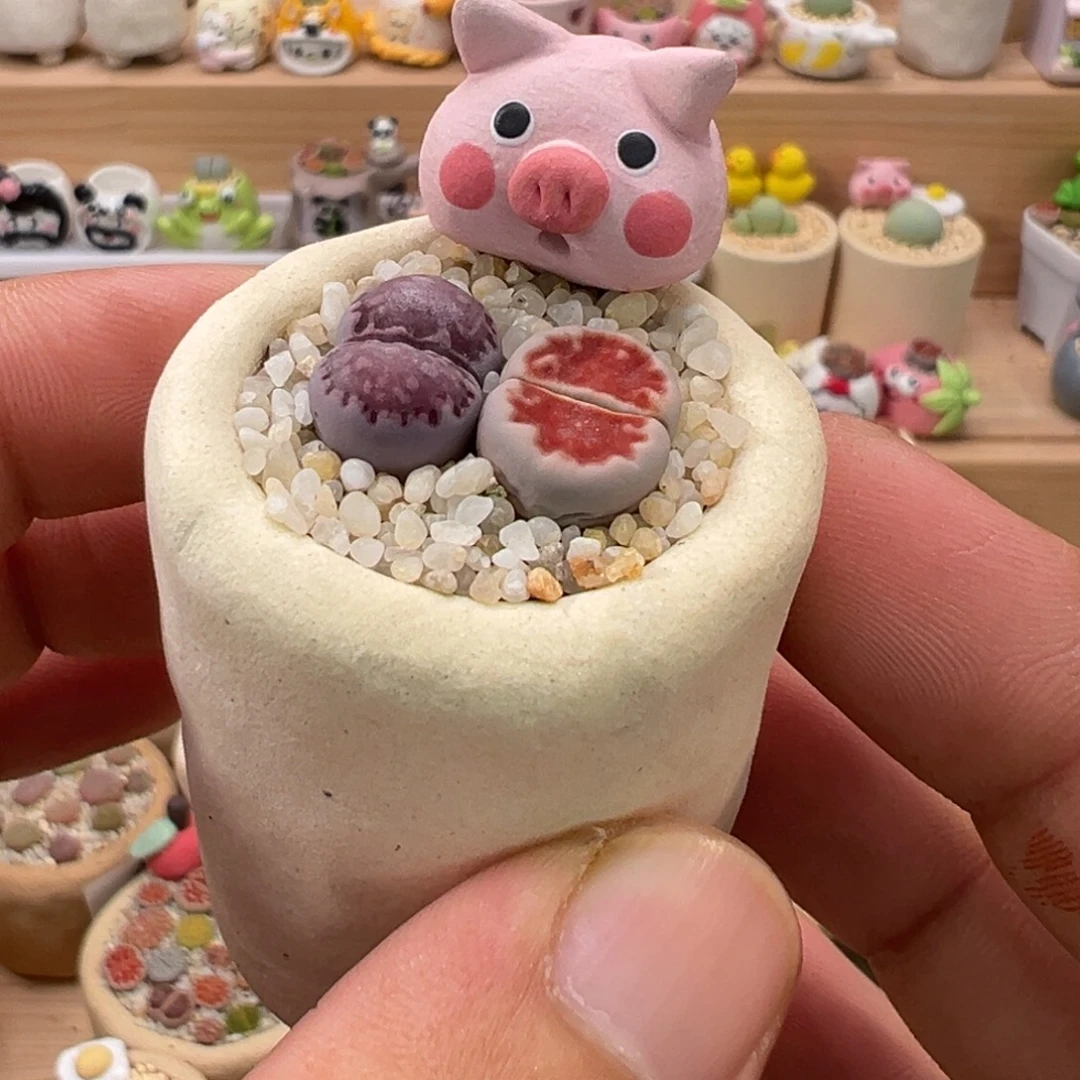 多肉植物实付9.9元包邮7号