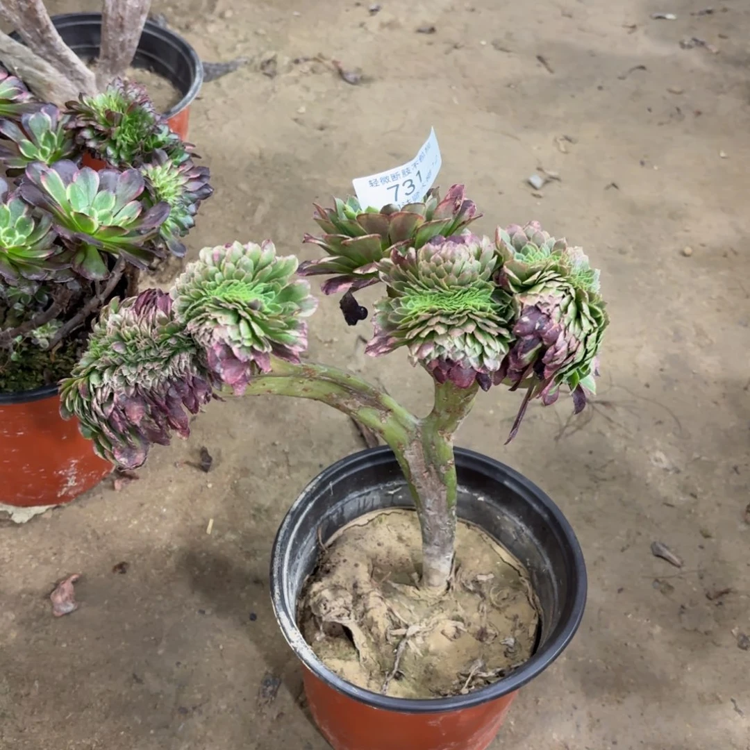 731嘉年华多肉植物法师