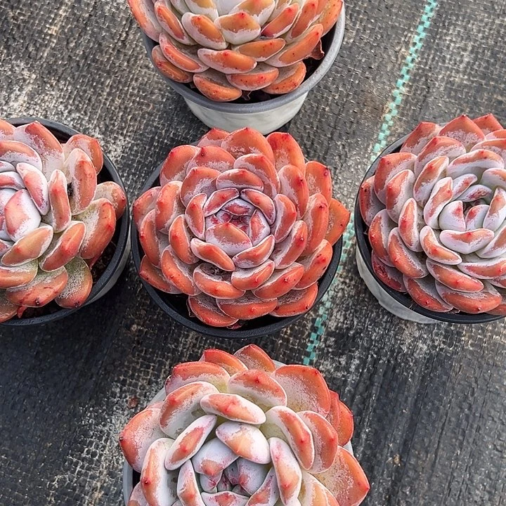 大单头     橙梦露