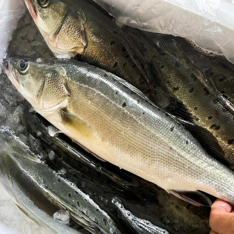 四川冰鲜现捞  大口鲈鱼  每条2-10g左右