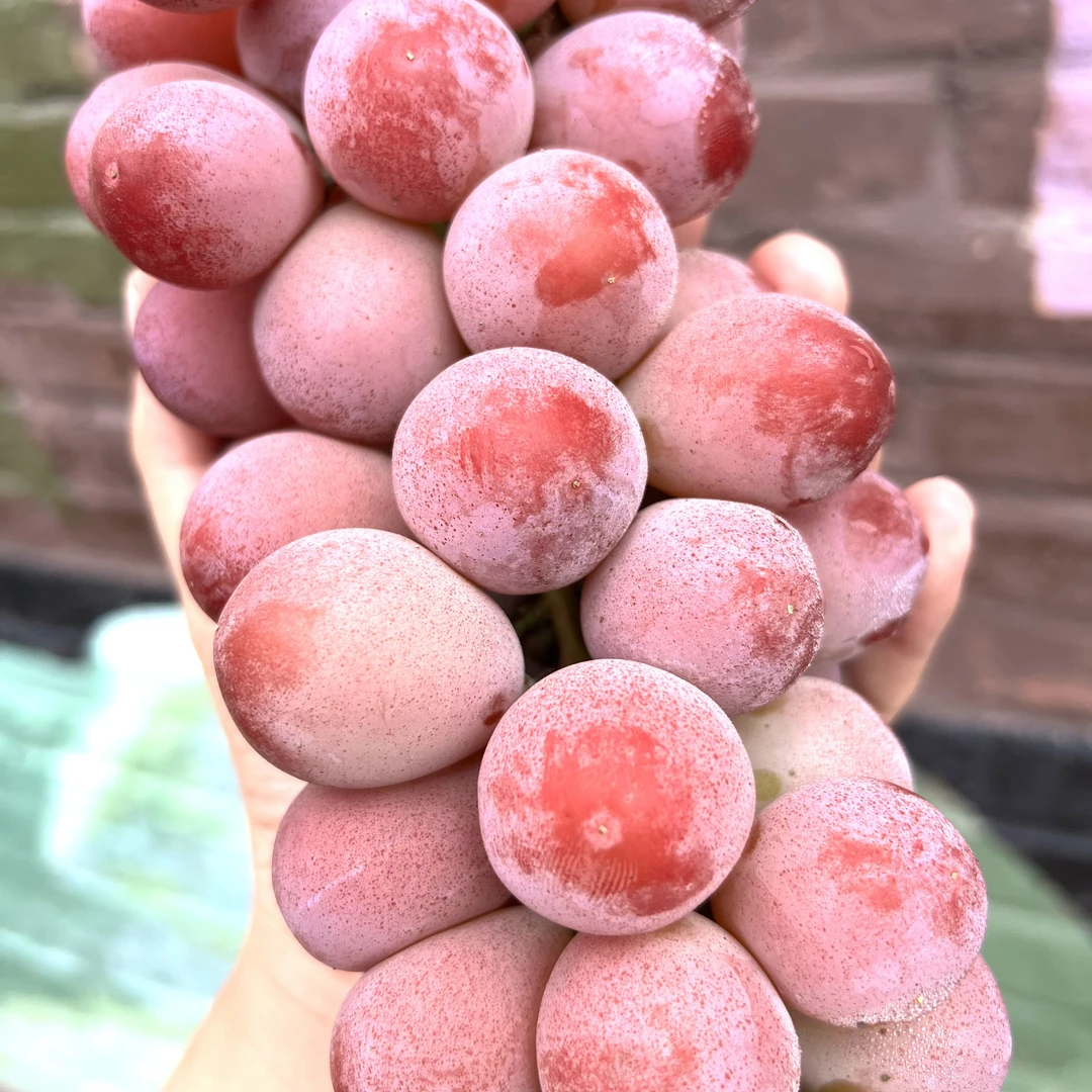 【磊哥心选】妮娜皇后葡萄一串 花香红酒香辽宁省