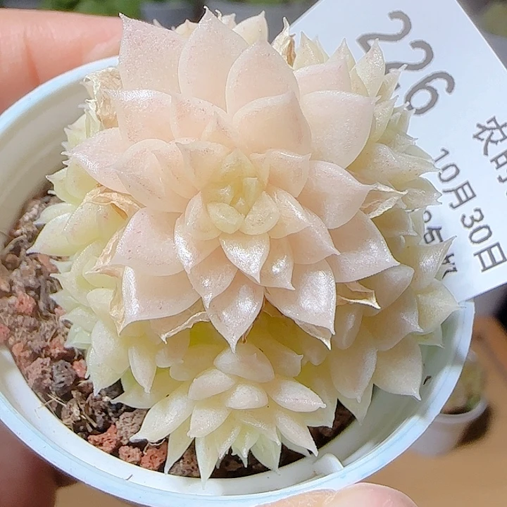 1030-226娃娃1麦秆