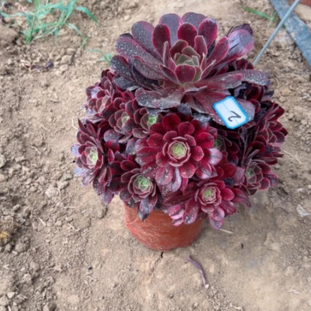 【闪购商品】多肉植物美杜莎2