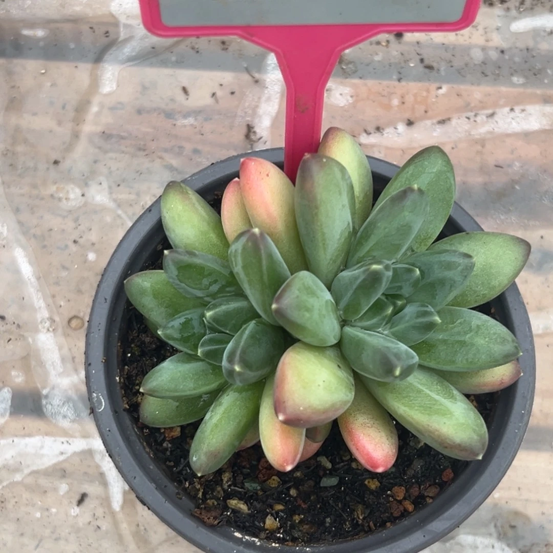 彩翼美人一物一拍270