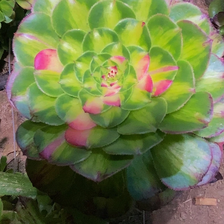 路**备多肉植物保护研究所所长