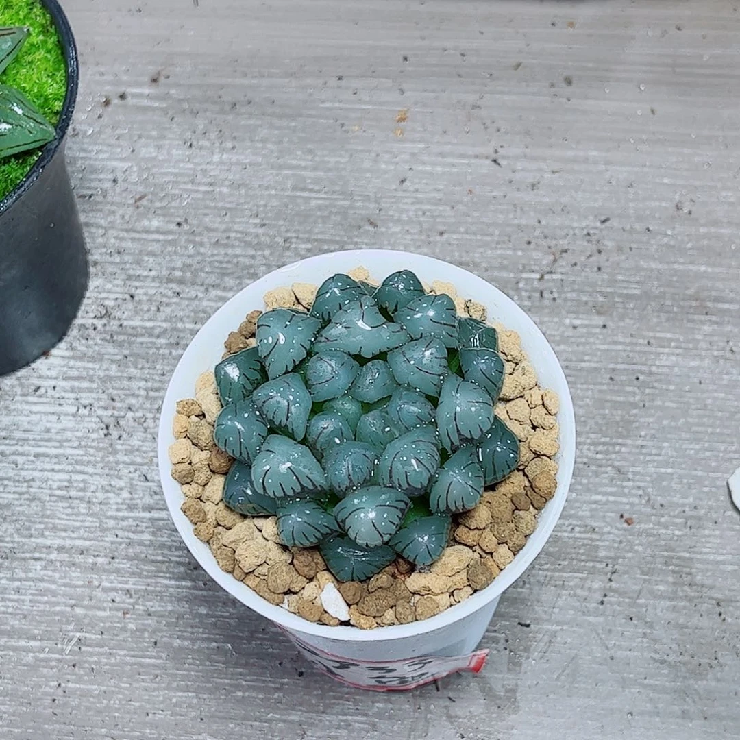 冰灯玉露多肉植物