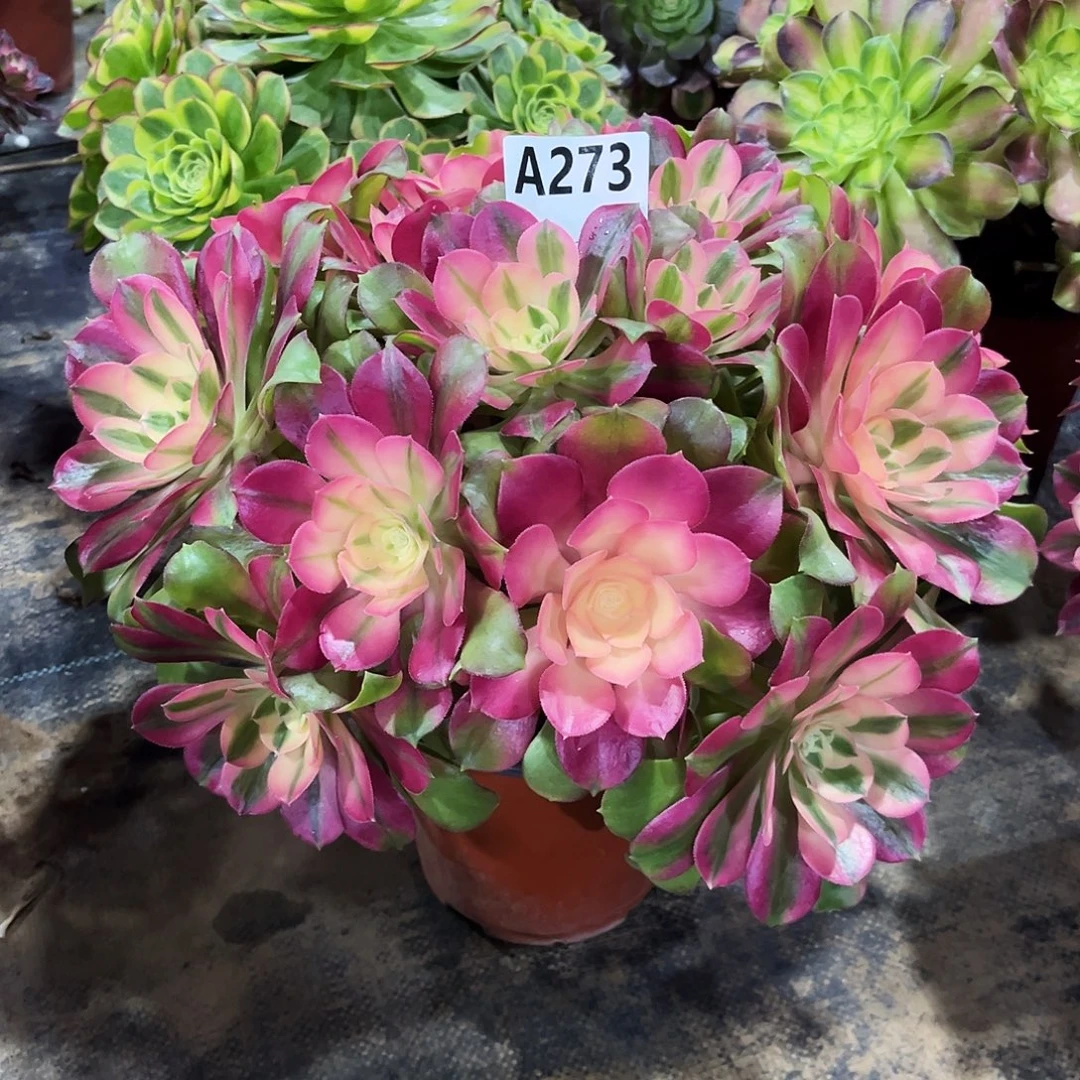 从林香妃273多肉植物