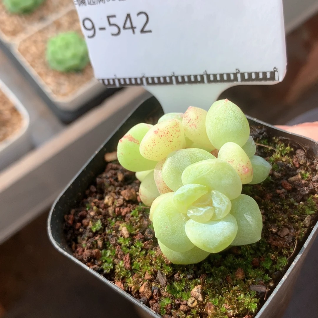 冰玉丸叶石化锦老桩自然群58包邮