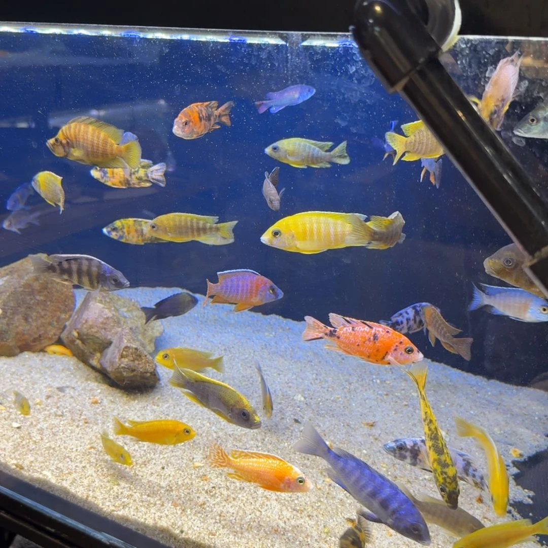 海水鱼不**觉慈鲷 马拉金 台海 金属蓝