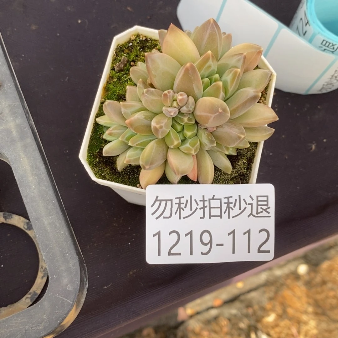 知*两单包邮1219-112美人