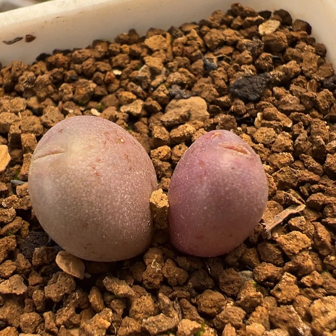 290多肉植物百科植物