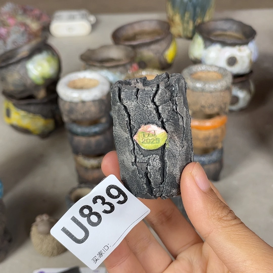 双十一限时福利 内口2.8左右