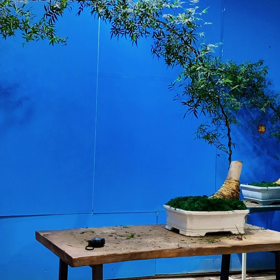 德***发完全开放小叶簕竹一物一拍