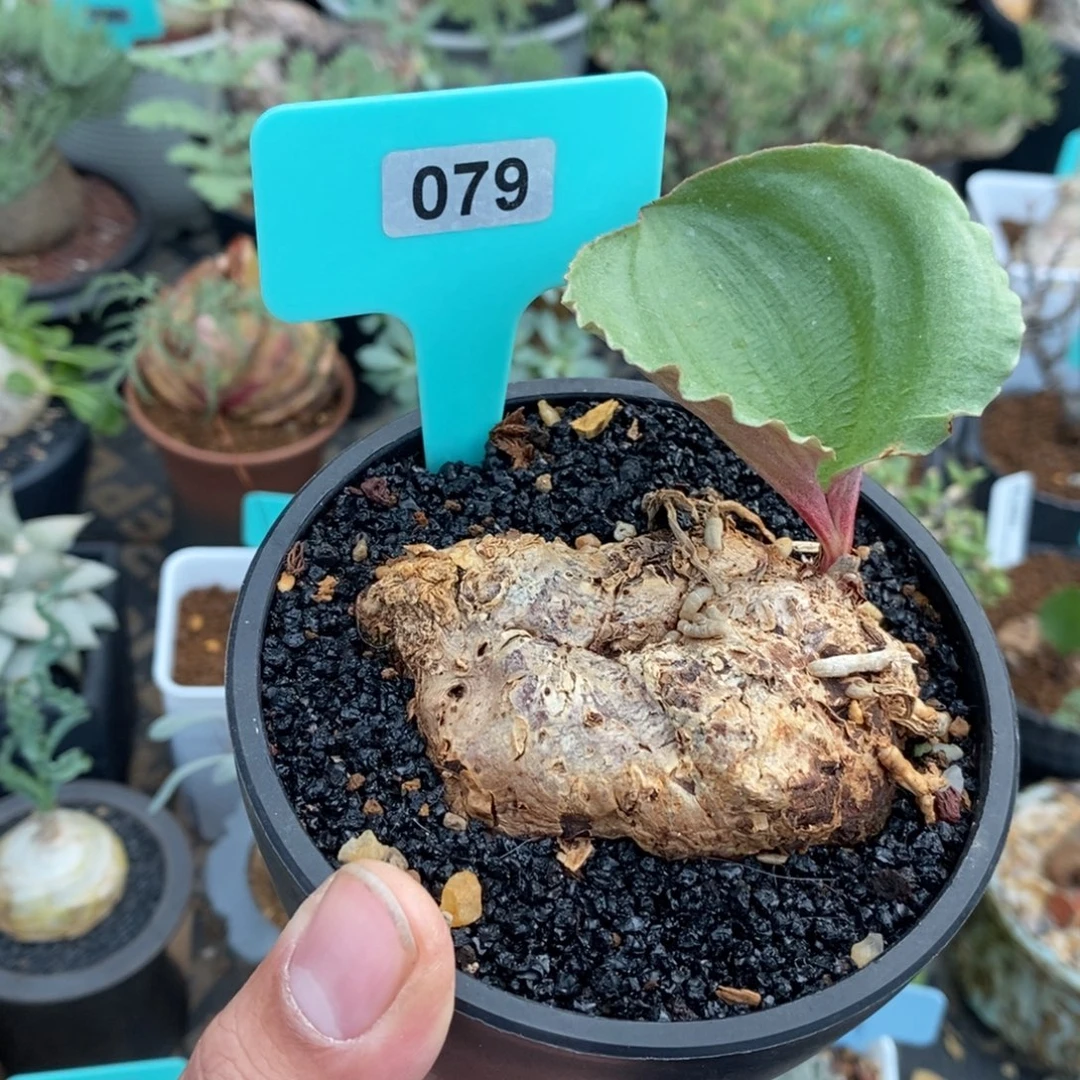 卷叶冰之镜多肉植物