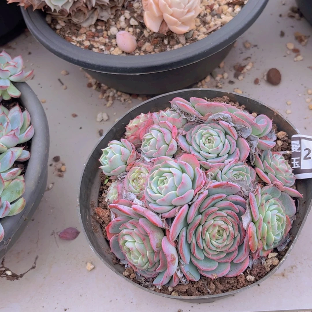 杂多多肉植物24158