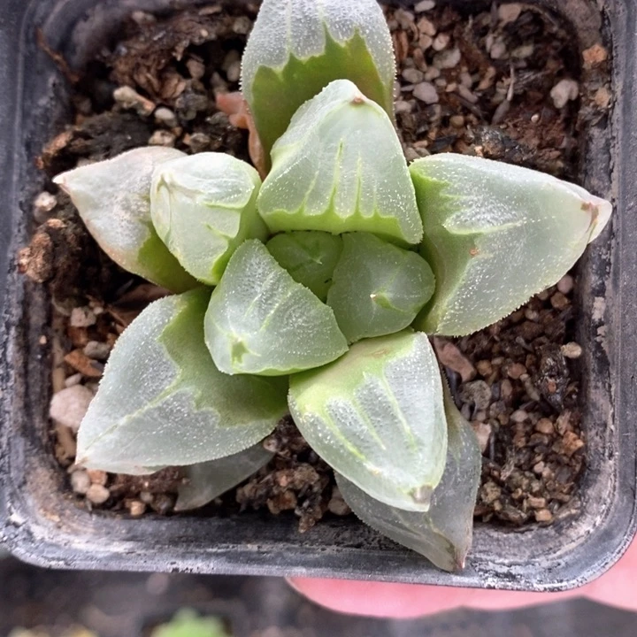 冰城一颗 随机发货 福利